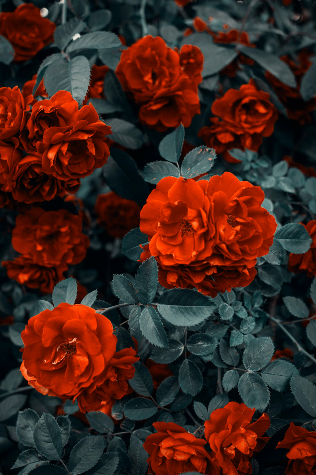 La Magia de las Flores de Temporada