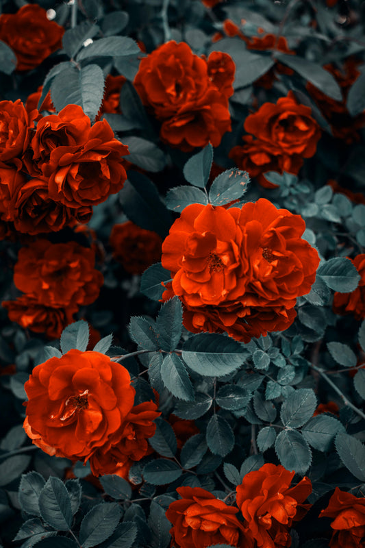La Magia de las Flores de Temporada