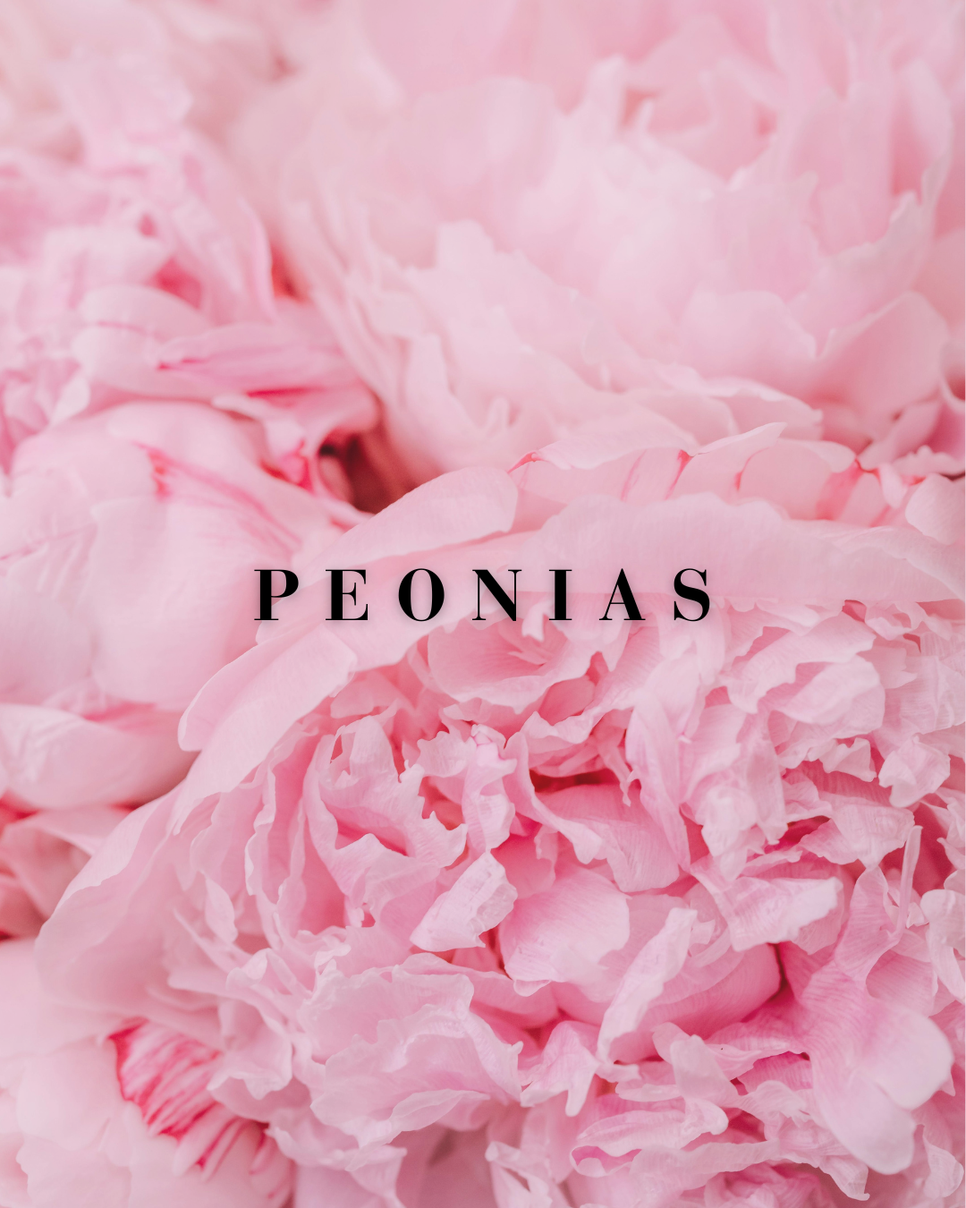 PEONIAS